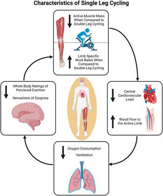 Single-leg cycling to maintain and improve function in healthy and clinical populations